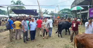 ঝালকাঠিতে শেষ মুহূর্তের পশুর হাটে ক্রেতাদের  ভিড়
